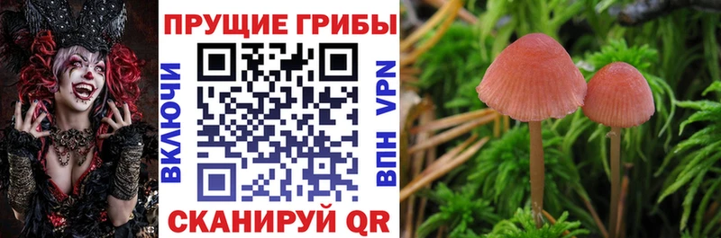 закладка  Великий Устюг  Псилоцибиновые грибы ЛСД 